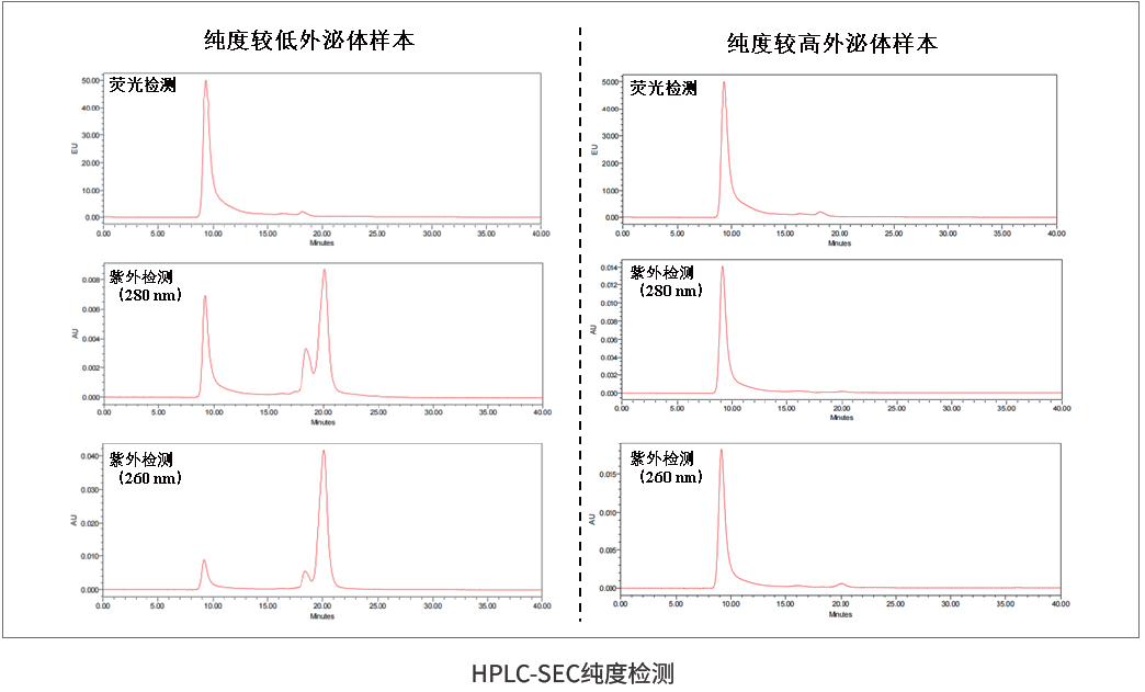 HPLC-SEC纯度检测则从分离和杂质谱角度补充评价。它采用分子排阻色谱思路，可同时观察EV荧光图谱以及260 nm/280 nm紫外信号提示的核酸、蛋白等杂质分布。它特别适合比较不同分离纯化工艺，例如超速离心、试剂盒、SEC柱、TFF浓缩等方案。需要注意的是，HPLC-SEC也不是绝对纯度证明，不同EV亚群、脂蛋白和蛋白复合体可能存在洗脱重叠，因此更适合与NanoFCM、BCA、膜完整性等指标联合解读。